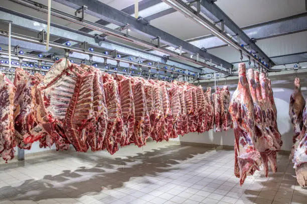 Close up of a half cow pieces hung fresh and arranged in a row in a large refrigerator in the refrigerator meat industry. Cattles cut and hanged on hook in a slaughterhouse. Halal cutting.