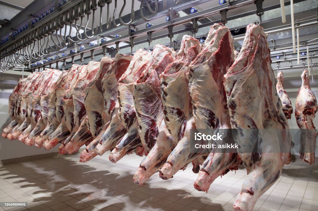 Close up of a half cow pieces hung fresh and arranged in a row in a large refrigerator in the refrigerator meat industry. Cattles cut and hanged on hook in a slaughterhouse. Halal cutting. Beef Stock Photo