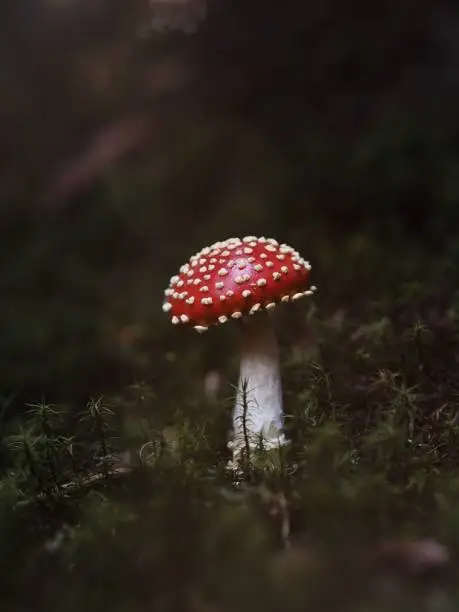 A fly agaric in the forest