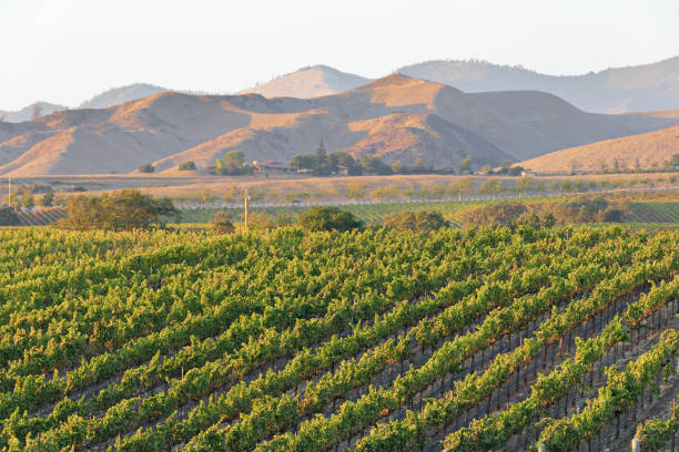 istock Vineyard Landscape - Autumn 1340961827