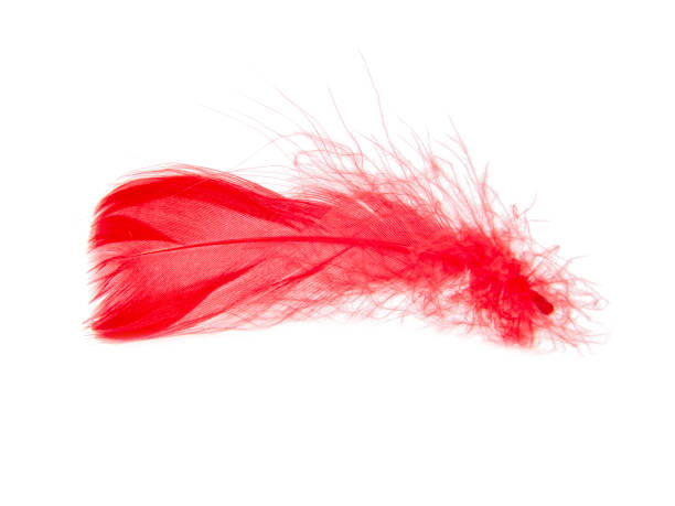 istock Delicate elegant red feather isolated on the white background 1340963367