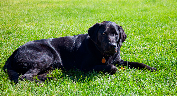 Elderly black labrador for a walk on a grassy field on a sunny day. The dog's muzzle is completely gray.