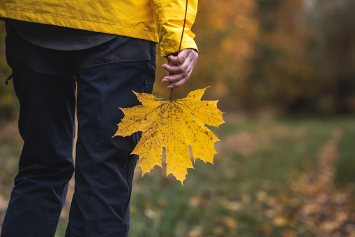 Woman holding yellow maple leaf. Enjoyment of autumn hike. Change season in nature