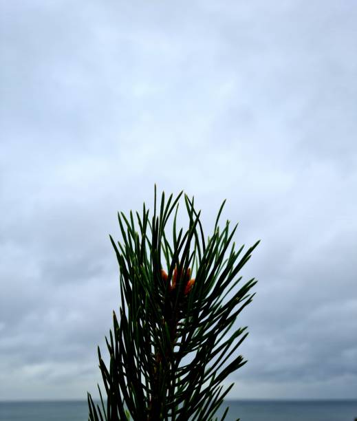 Plant and baltic sea
