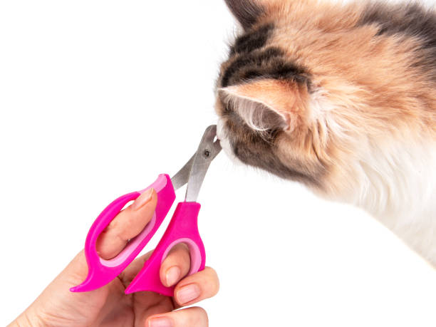 istock Pink nail clipper for pets grooming isolated on the white background 1340966578