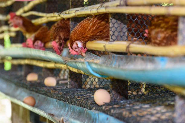 Egg chicken farm in rural Thailand Brown hens feed on animal food and egg production from laying hen farm, simple chicken husbandry low cost in the countryside, agriculture livestock poultry in rural Thailand animal husbandry photos stock pictures, royalty-free photos & images
