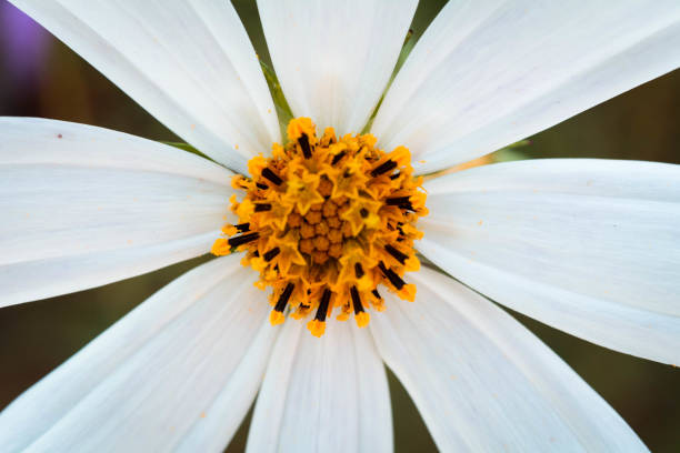 istock Cosmos flower close up macro photography 1340967065