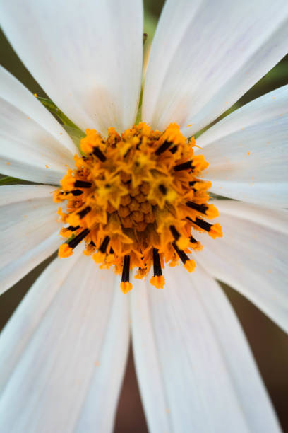 istock Cosmos flower close up macro photography, vertical orientation 1340967688