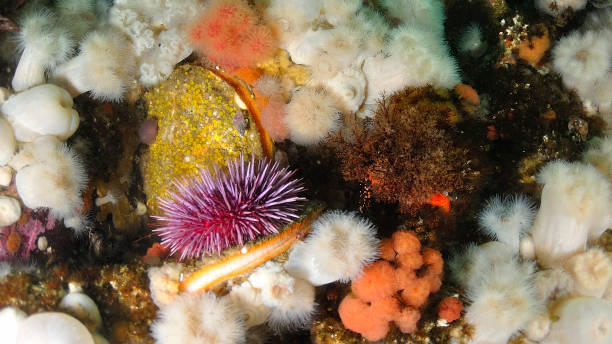 istock Rock scallops and a red sea urchin 1340967717