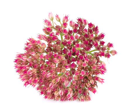 Close up color image depicting sedum (stonecrop) flowers in bloom in the botanical garden.