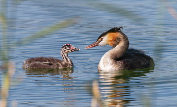 istock Crested grebe, podiceps cristatus, duck and baby 1340972836