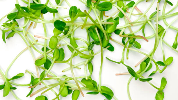 istock vegetables and herbs healthy food concept 1340973227