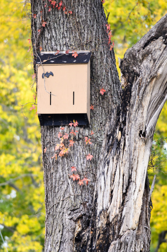 A house for bats hangs up in a tree with fall colors behind