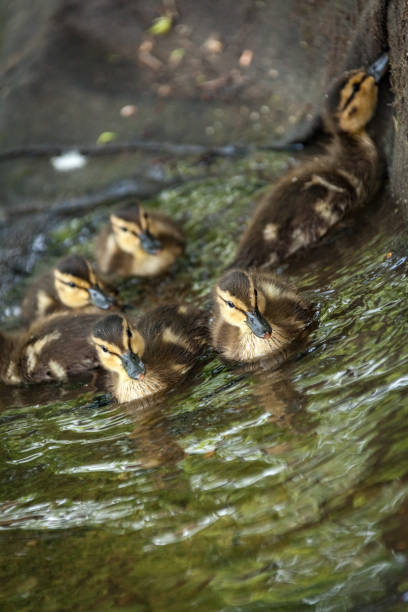 istock Beautiful Canada Mallard duckling in water. 1340976889