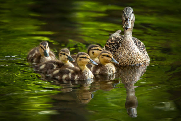 istock Beautiful Canada Mallard duckling in water. 1340977188