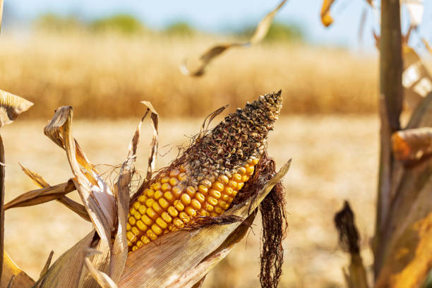 ear of corn on cornstalk with missing kernels and damage on tip of cob due to disease, mold, or insect damage. insect, disease and mold control and management concept. - agriculture close up corn corn on the cob imagens e fotografias de stock