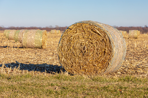 Straw bales in agricultural field during the sunset