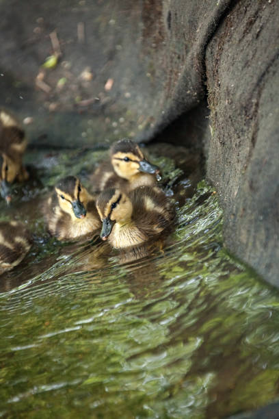 istock Beautiful Canada Mallard duckling in water. 1340977277