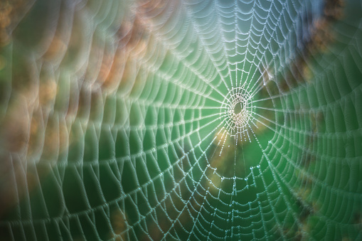 dew wet spider web glowing in the morning on blue green natural background