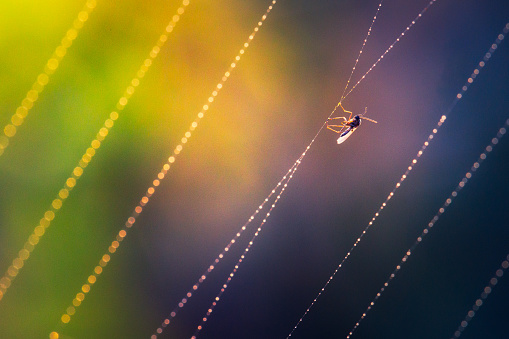 small insect on a wet spider web full of dew droplets on a rainbow background