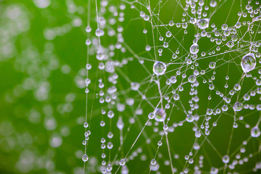 drops of dew on tangled spider web on green background look like galaxy