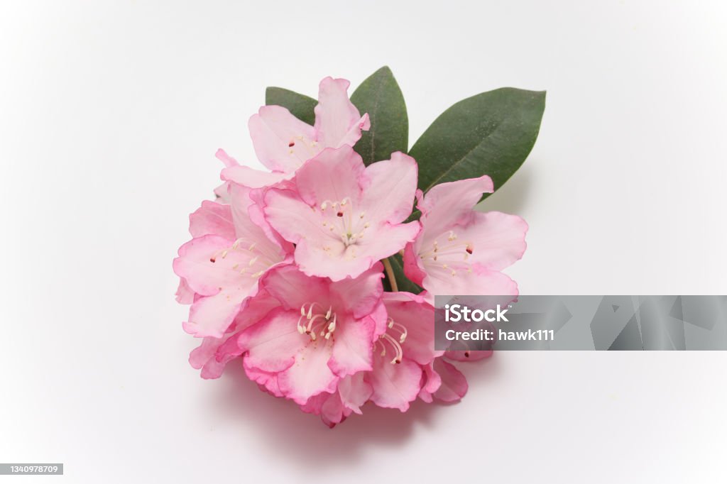 Rhododendron flower isolated on a white background. Rhododendron Stock Photo
