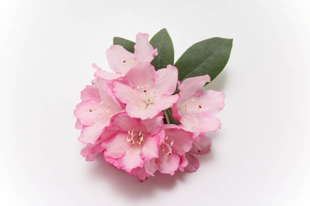 Rhododendron flower isolated on a white background. stock photo