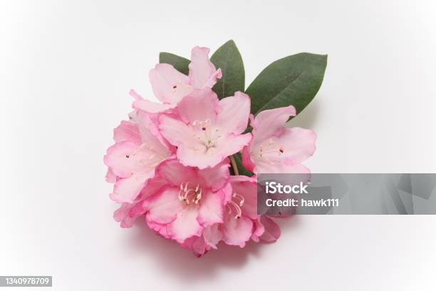 Rhododendron Flower Isolated On A White Background Stock Photo - Download Image Now