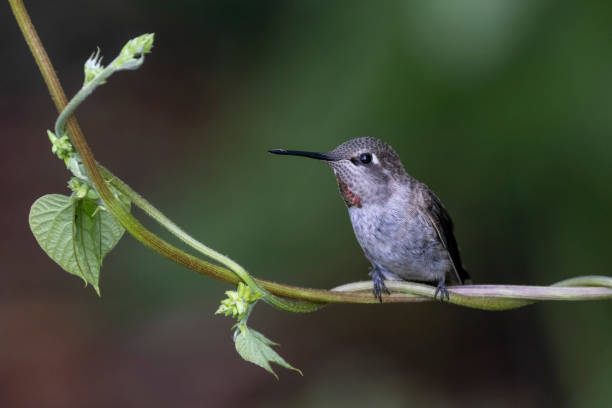 istock Female Anna's hummingbird 1340978966