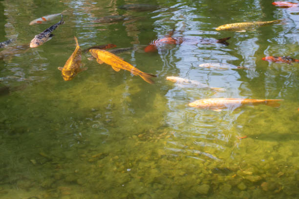 istock Carp displaying their beautiful colors at sunrise on a lake. natural light, selective focus. 1340979808