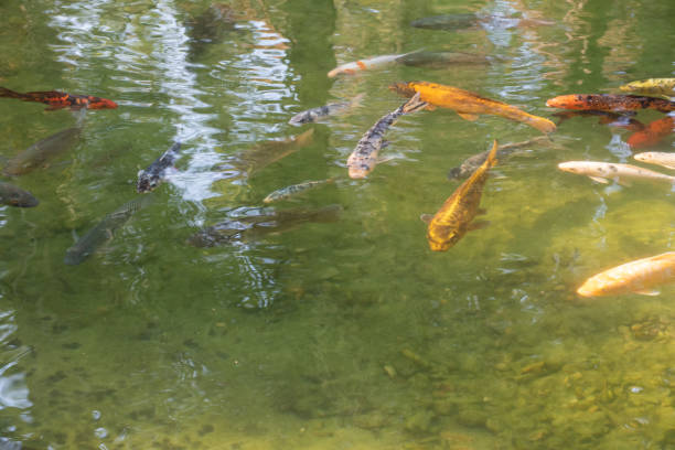 istock Carp displaying their beautiful colors at sunrise on a lake. natural light, selective focus. 1340979812