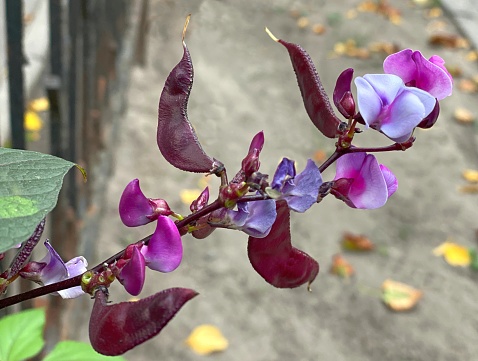 Lablab purpureus. Hyacinth bean is a twining vine with purplish stems and can be grown as an annual vine in the home garden for the ornamental flowers and bean pods. ts other names include lablab, bonavist bean pea, dolichos bean, seim , l Egyptian kidney, Indian bean.