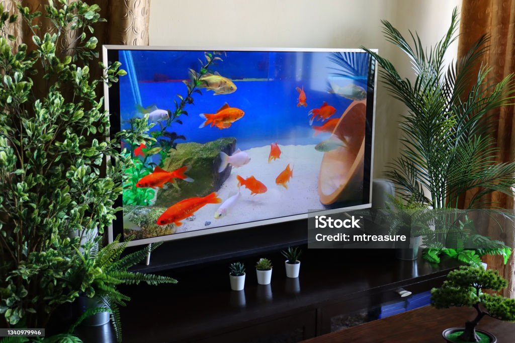 Image Of Smart Television Screensaver Of Shoal Of Comet Goldfish Swimming  In Freshwater Aquarium Domestic Life Concept Stock Photo - Download Image  Now - iStock