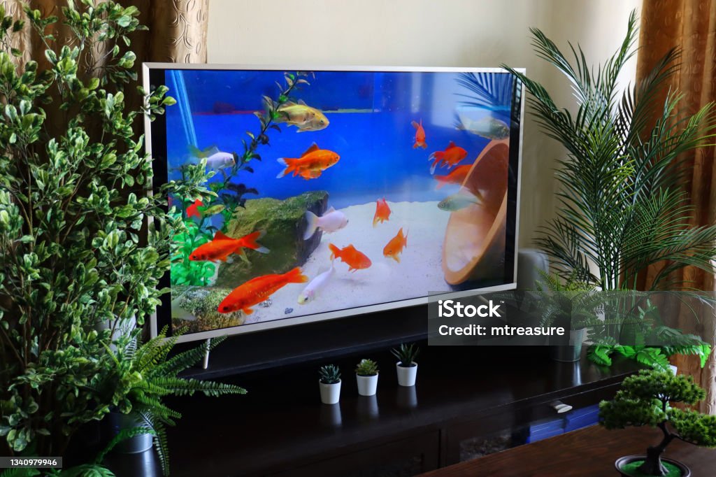 Image Of Smart Television Screensaver Of Shoal Of Comet Goldfish Swimming In Freshwater Aquarium Domestic Life Concept Stock Photo - Download Image Now - iStock Image Of Smart Television Screensaver Of Shoal Of Comet Goldfish Swimming In Freshwater Aquarium Domestic Life Concept Stock Photo - Download Image Now - iStock