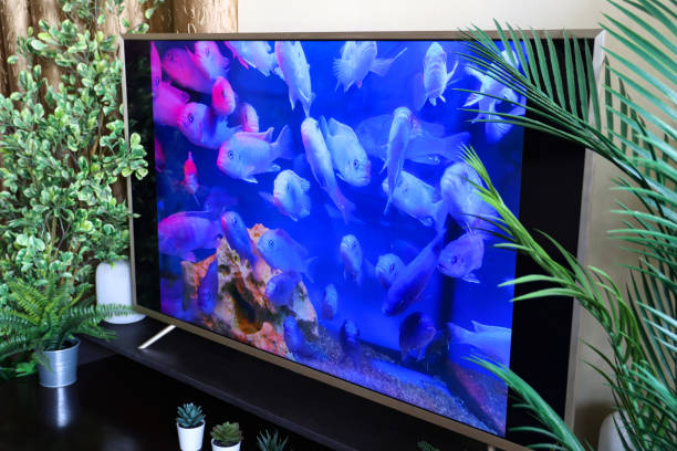 열대 담수 수족관에서 수영하는 블루 남성 말라위 시클리드 (metriaclima callainos)의 스마트 텔레비전 스크린 세이버의 클로즈업 이미지, 국내 생활 개념 - fish tank 뉴스 사진 이미지