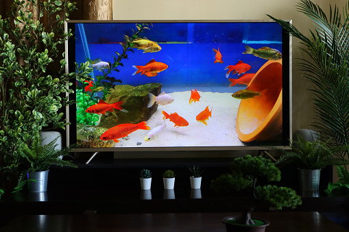 Stock photo showing a Smart tv screen with a screensaver image of a fresh, cold water glass fish aquarium with a shoal of orange, brown, red and white comet goldfish, pictured swimming in a tank decorated with pebbles and rocks, plastic pond weed plants and upturned terracotta flower pot.