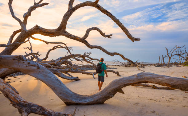 Man walking on  the ocean beach with weathered trees at sunrise.