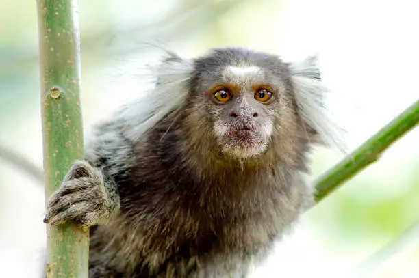 Photo of curious marmoset monkey clinging to the tree