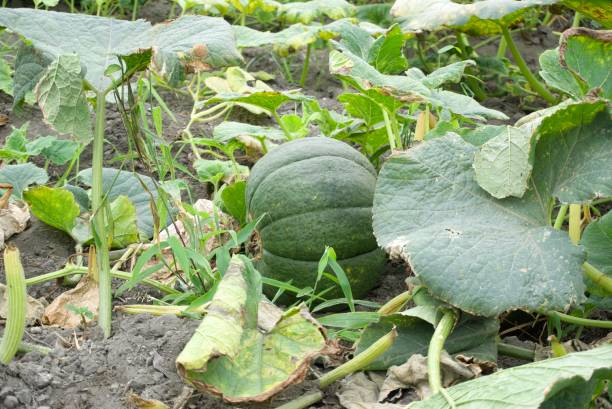 istock Zapallo immature growing 1340983580