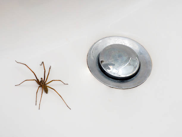 istock Close up of a spider in a bathroom sink 1340986868