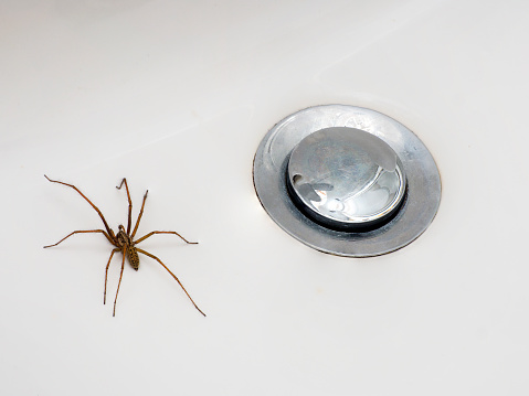 Spider trapped in the bathroom sink
