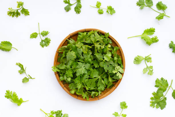istock Fresh coriander leaves on white background. 1340986942