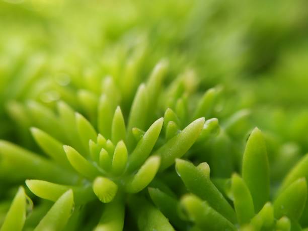 istock Close-up Green Plant 1340987209