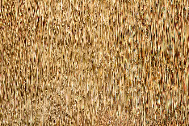 bulrush parete. - straw foto e immagini stock