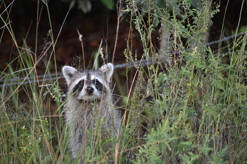 curious raccoon in tall swamp grass