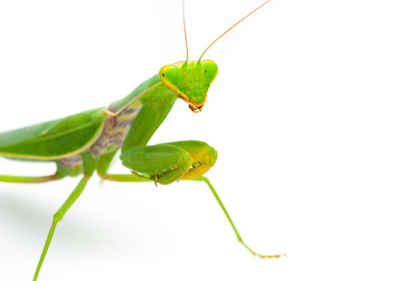 istock Green praying mantis isolated on white background 1340989141