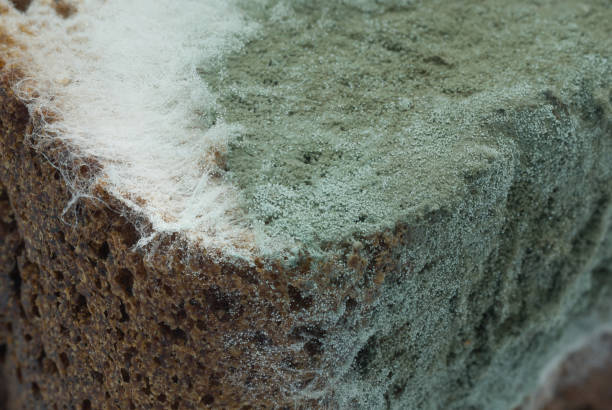 moldy rye bread close-up macroshot - penicillin imagens e fotografias de stock