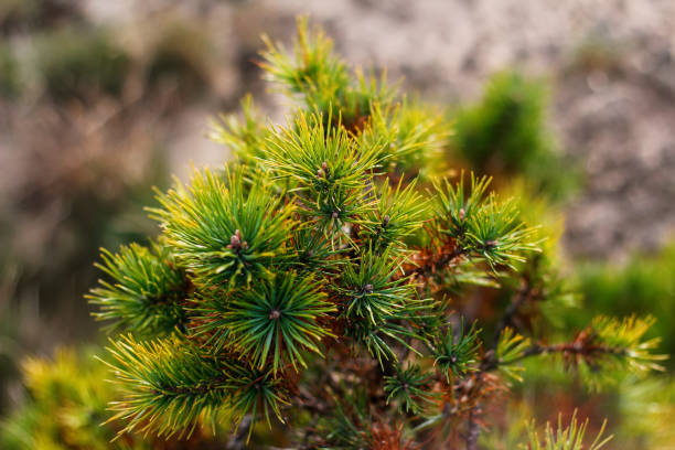 дефокус сибирская карликовая сосна (pinus pumila) желтая сухая или больная. дикорастущие растения сибири. красивый естественный зеленый фон. мак� - branch dry defocused close up стоковые фото и изображения