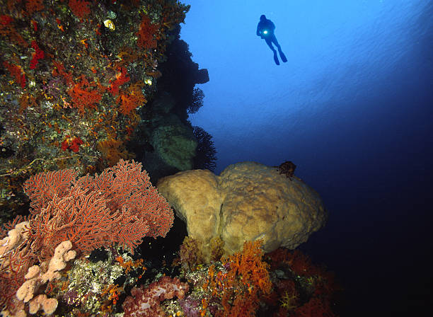 istock Diver in the Banda Sea 134099074