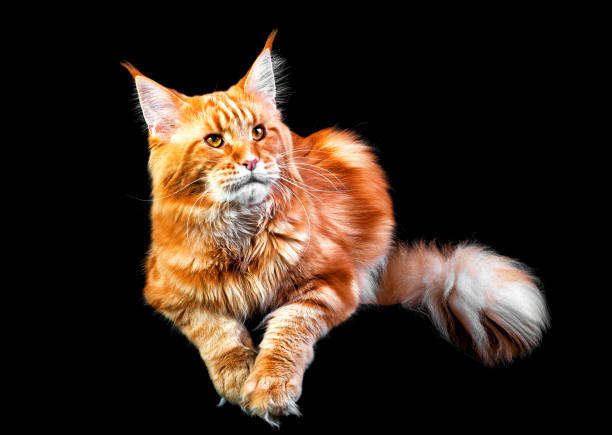 istock A beautiful big red and white maine coon cat. 1340991402